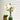 Groene bloementafellamp met vijf lichtbloemen, moderne decoratieve verlichting, naast plant.