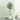 Olijfboom in witte pot, decoratieve plant, woonkamer, houten ladder, Scandinavisch interieur.